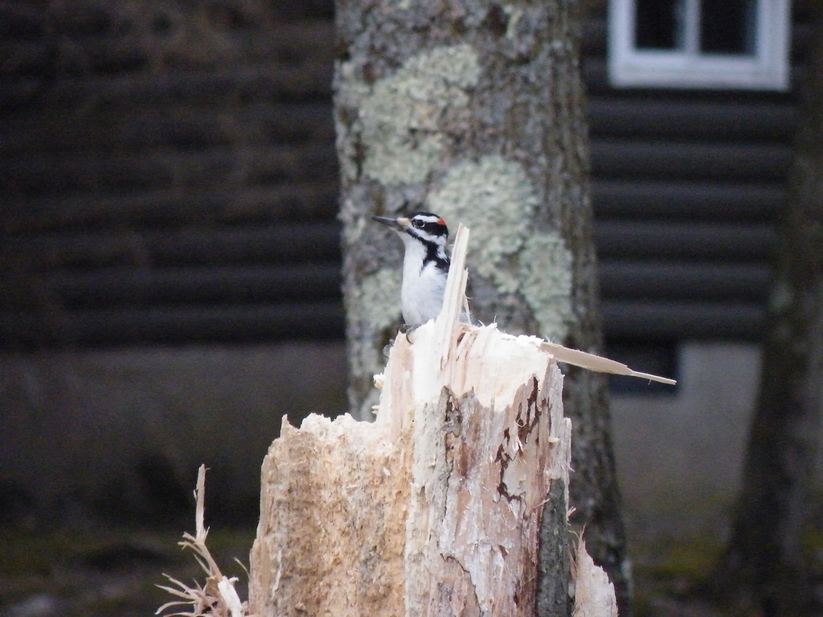 Hairy Woodpecker - ML215161861