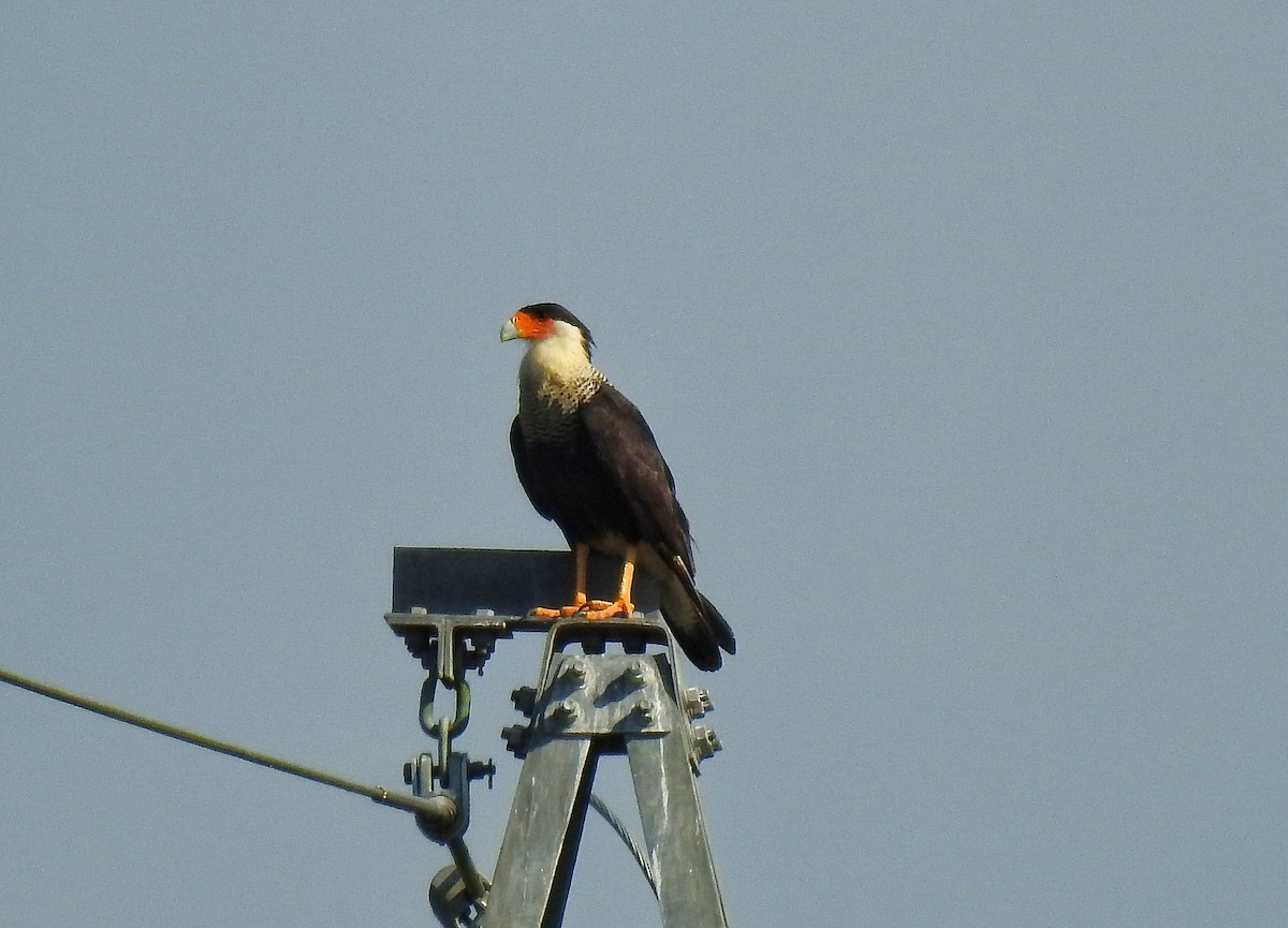 Caracara huppé (cheriway) - ML215163441