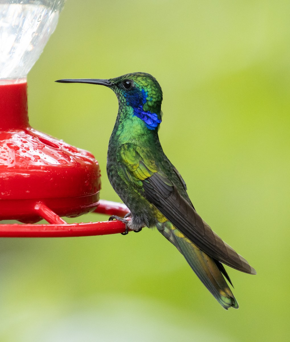 Colibrí Oreja Violeta Menor - ML215165311