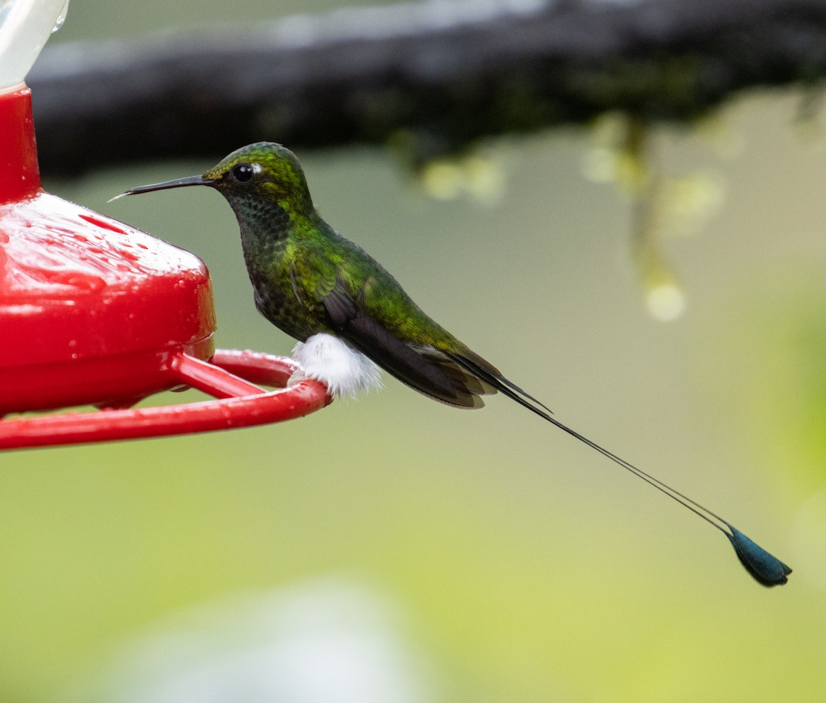 White-booted Racket-tail - Joe Aliperti