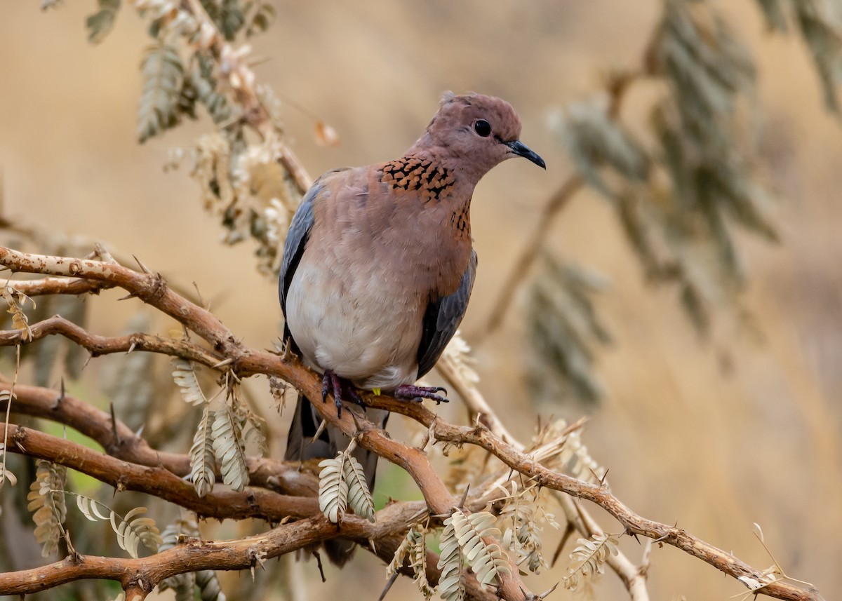 Laughing Dove - Ramesh Desai