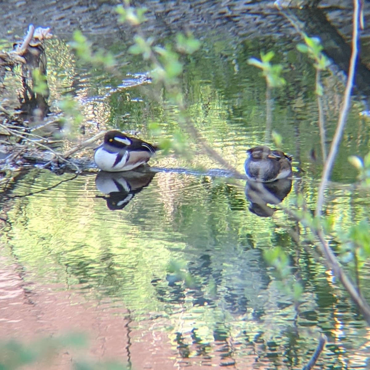 Hooded Merganser - ML215165971