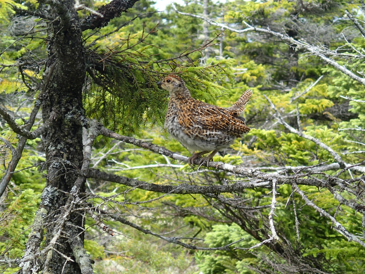 Spruce Grouse - ML215166861