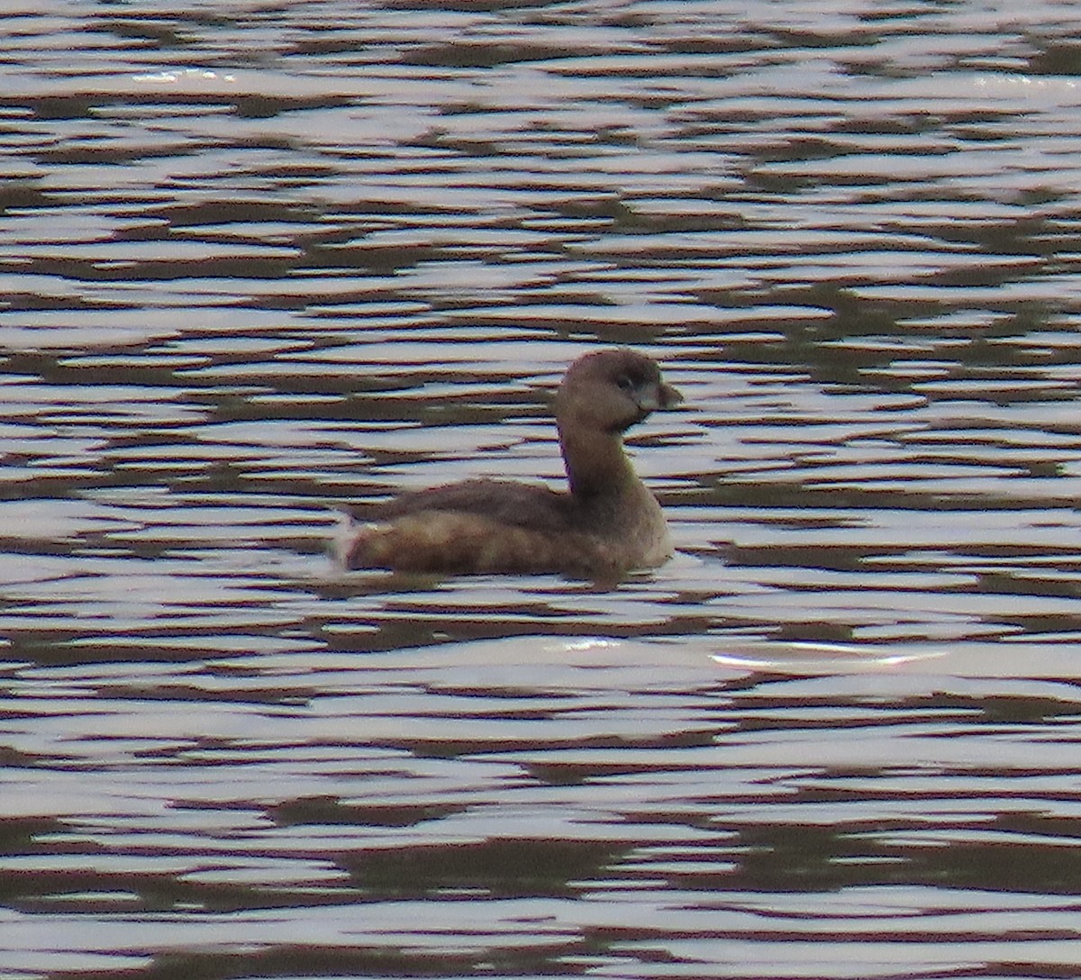 Pied-billed Grebe - ML215168101