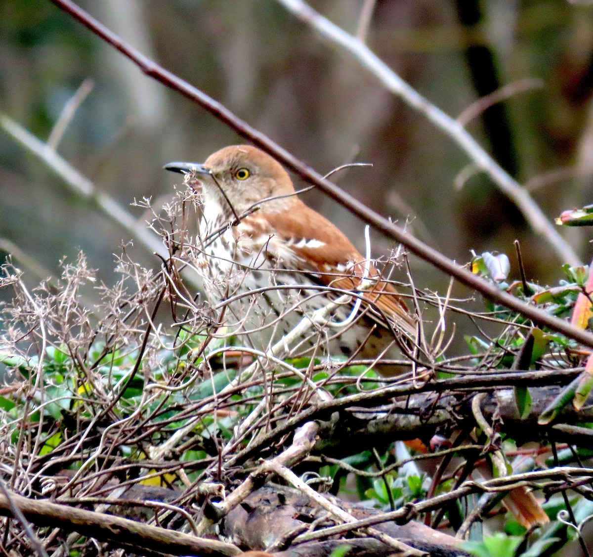 Brown Thrasher - ML215168261
