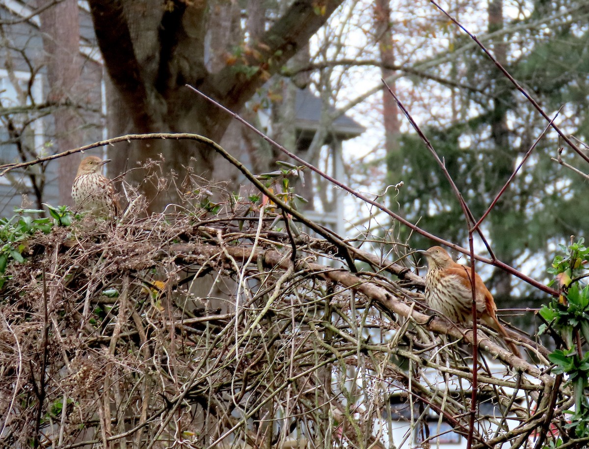 Brown Thrasher - ML215168271