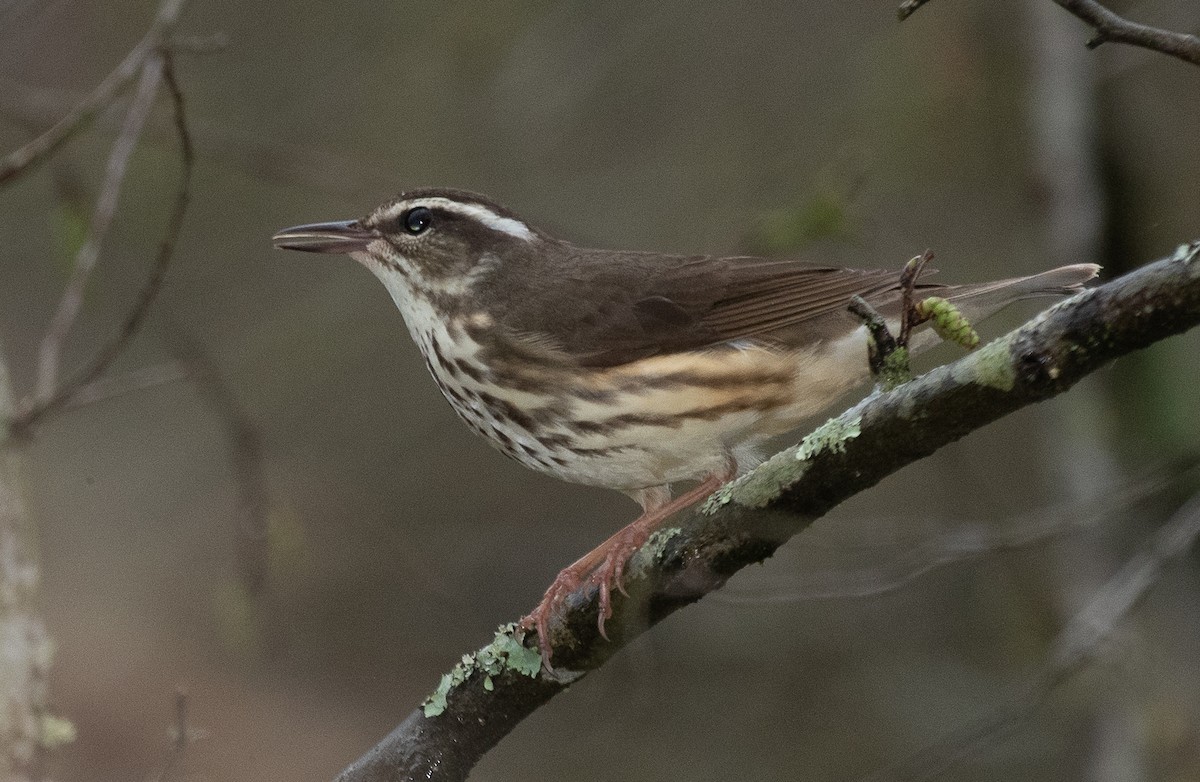 Louisiana Waterthrush - ML215169591