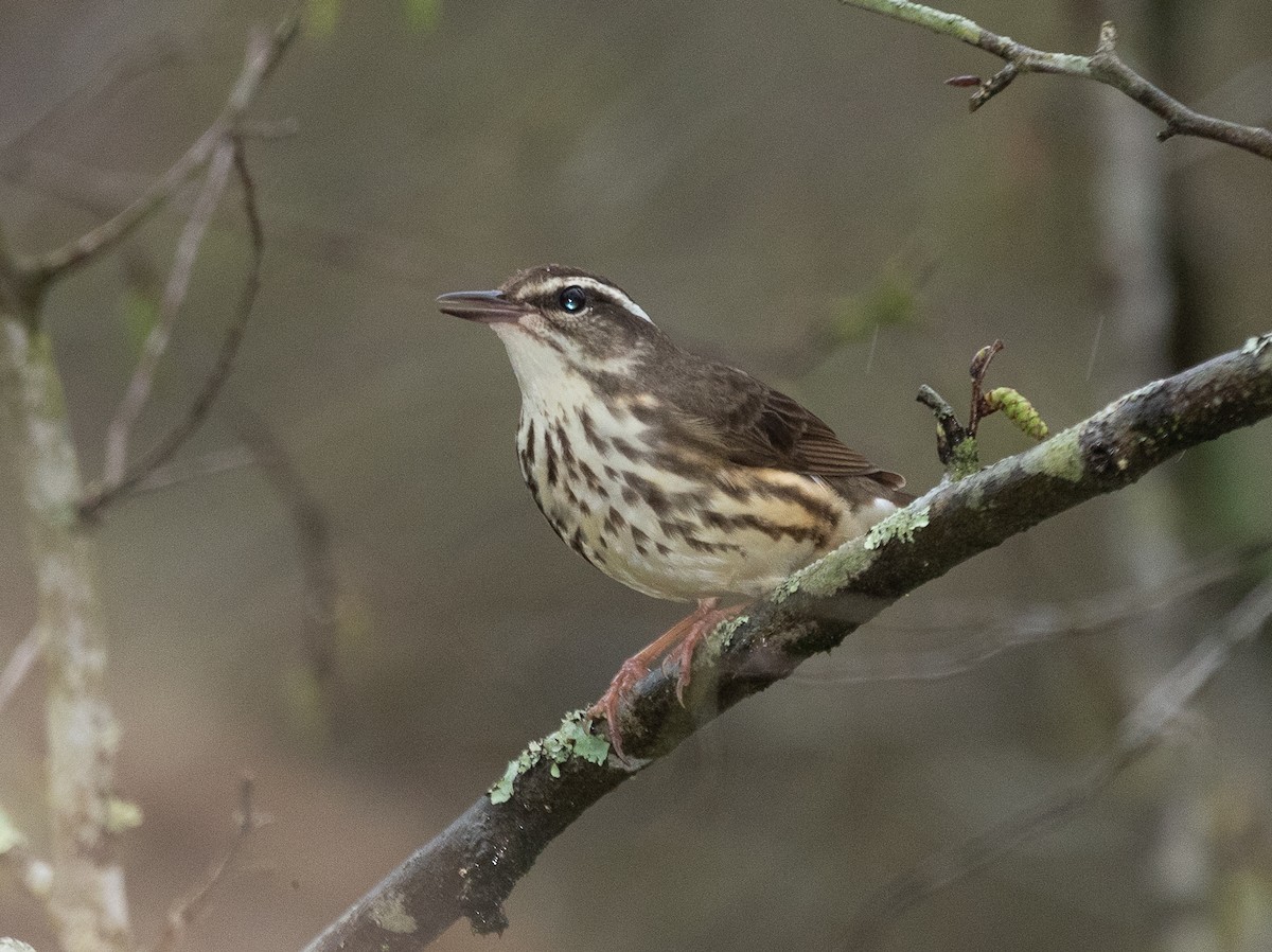 Louisiana Waterthrush - ML215169601