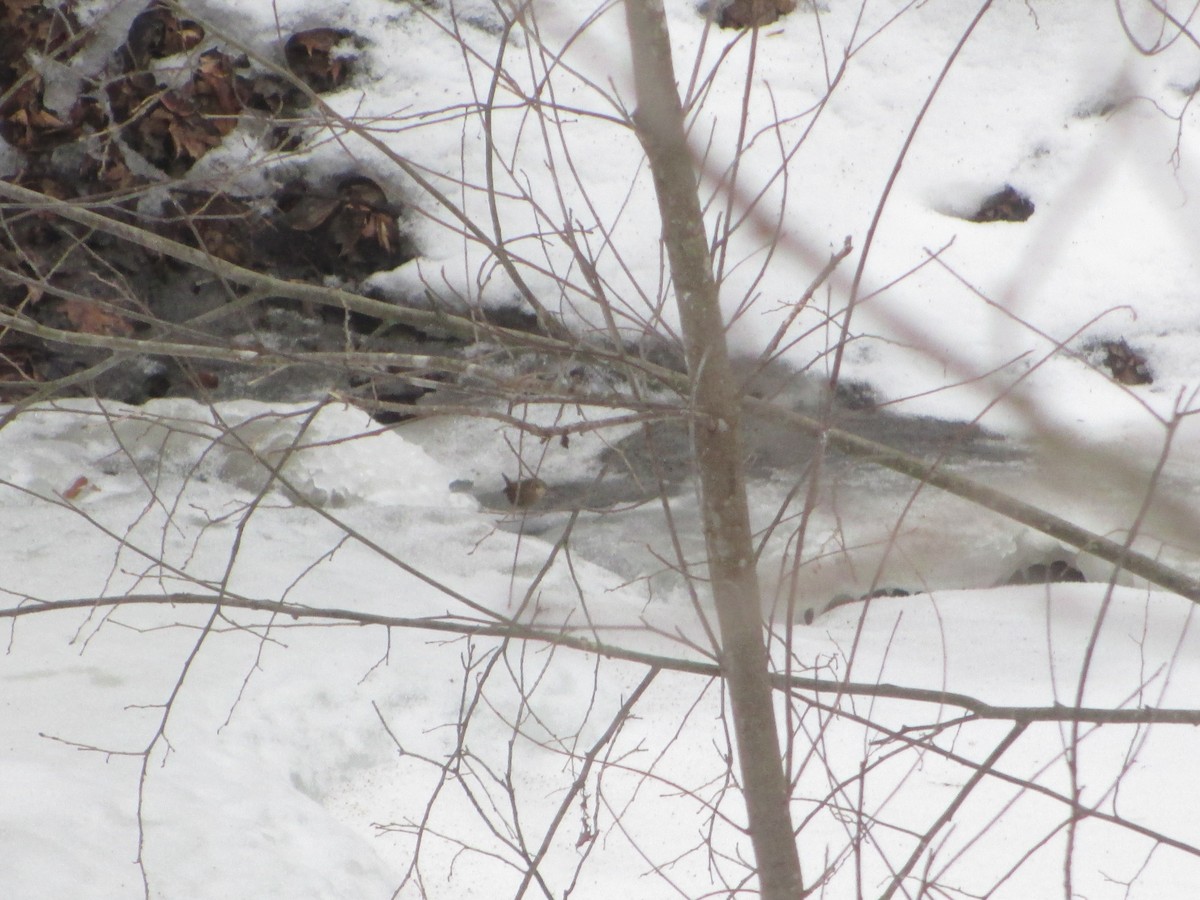 Winter Wren - ML21517011