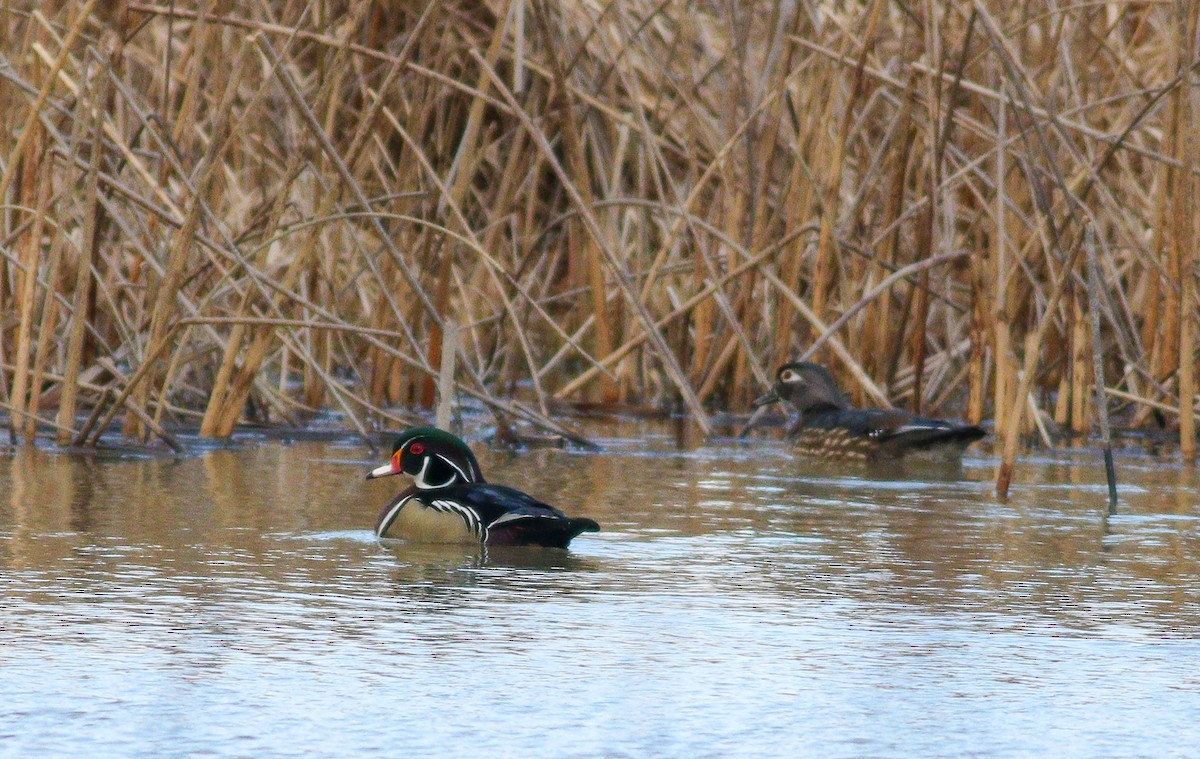 Wood Duck - Debbie Parker