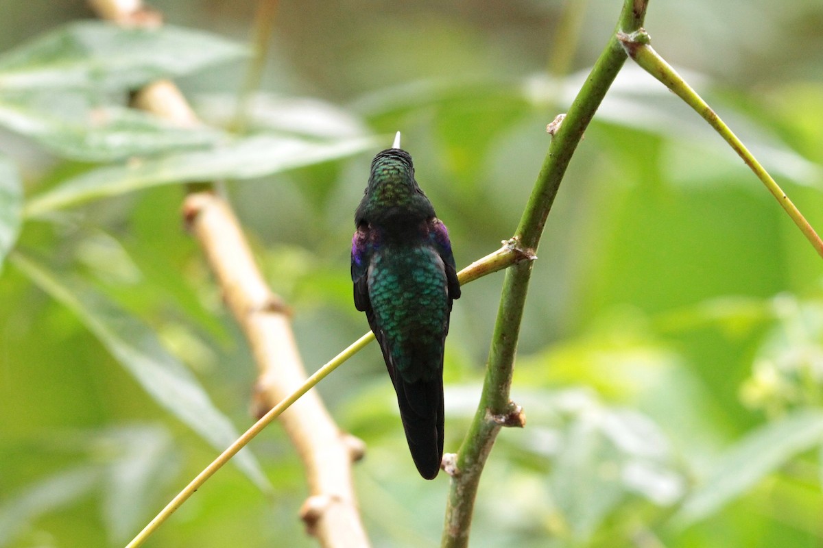 Crowned Woodnymph (Green-crowned) - Marc Gálvez