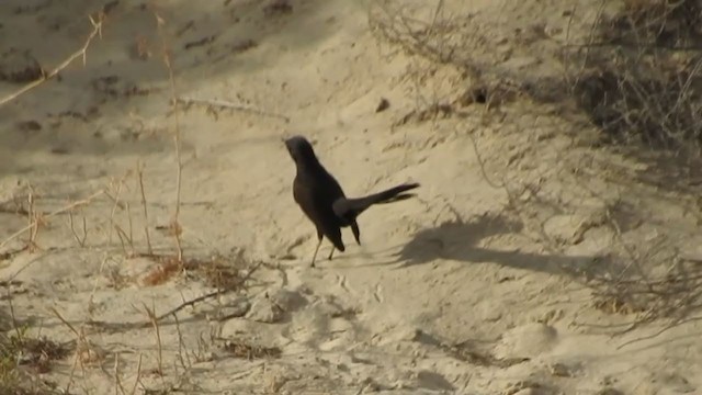 Black Scrub-Robin - ML215171291