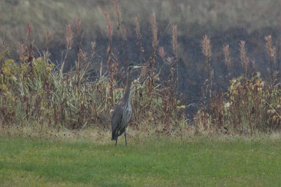 Great Blue Heron - ML215174551