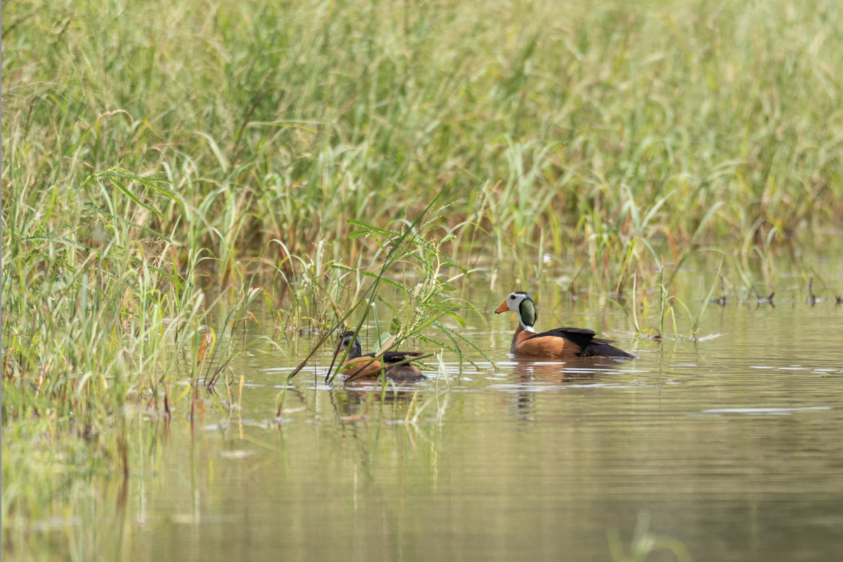 African Pygmy-Goose - ML215174971