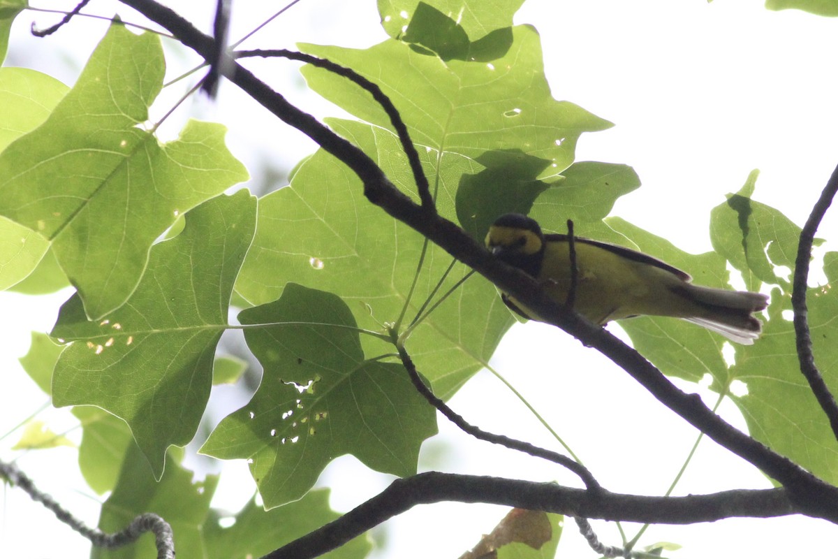 Hooded Warbler - ML215176061