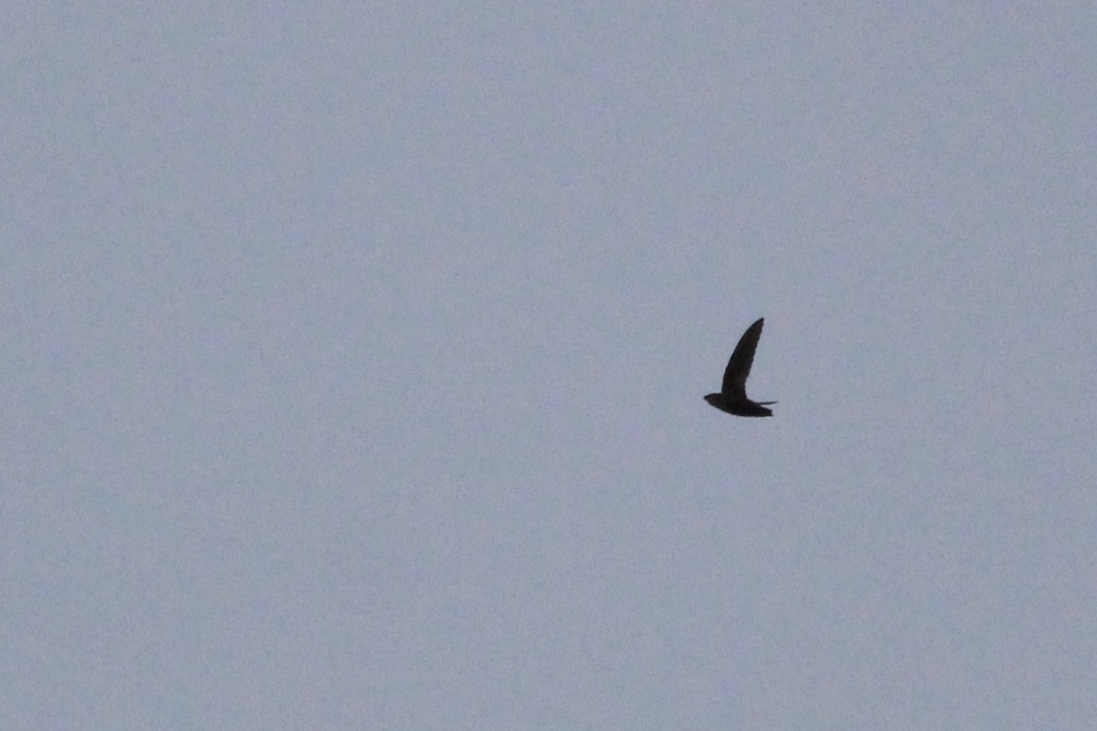 Chimney Swift - ML215176271
