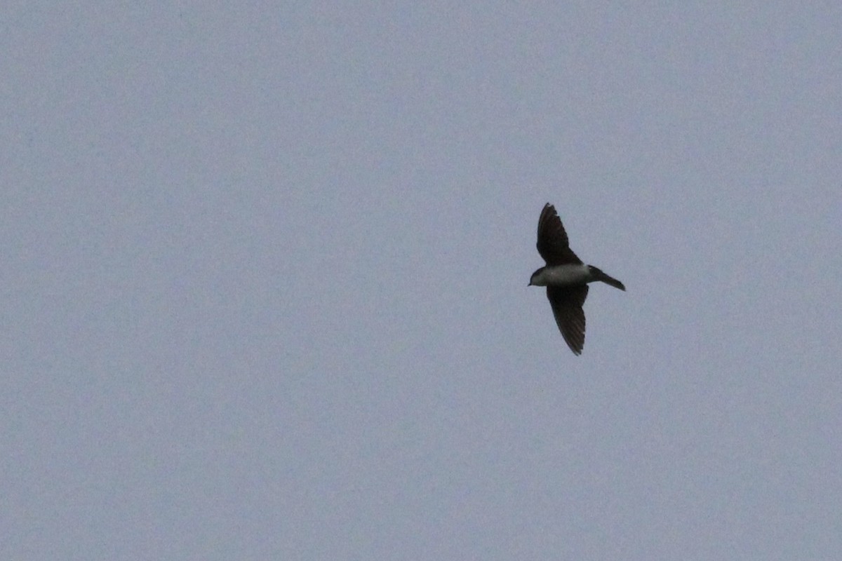 Tree Swallow - ML215176361