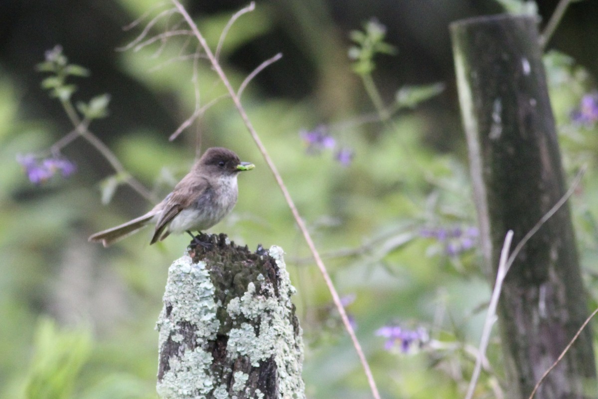 Eastern Phoebe - ML215176401