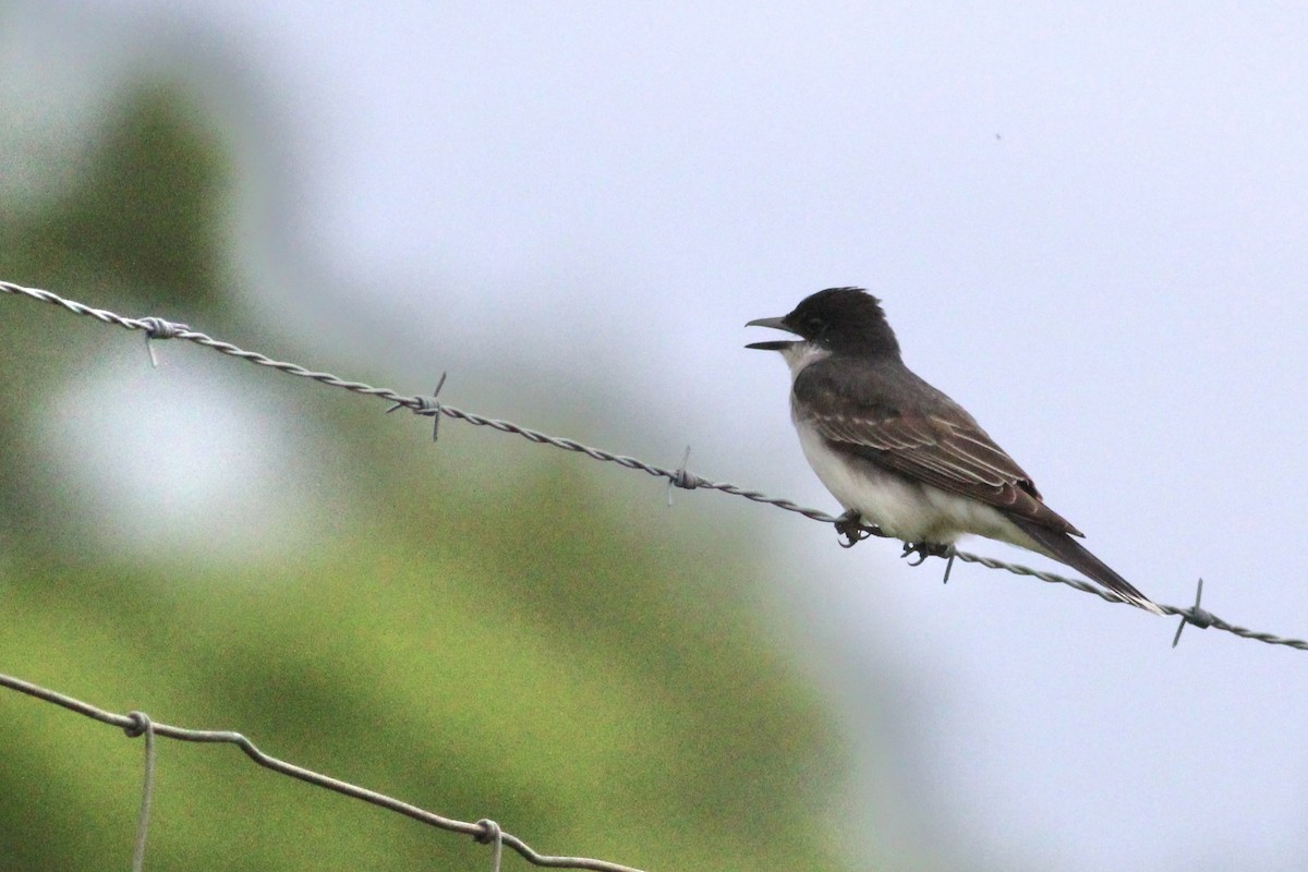 Eastern Kingbird - ML215176421
