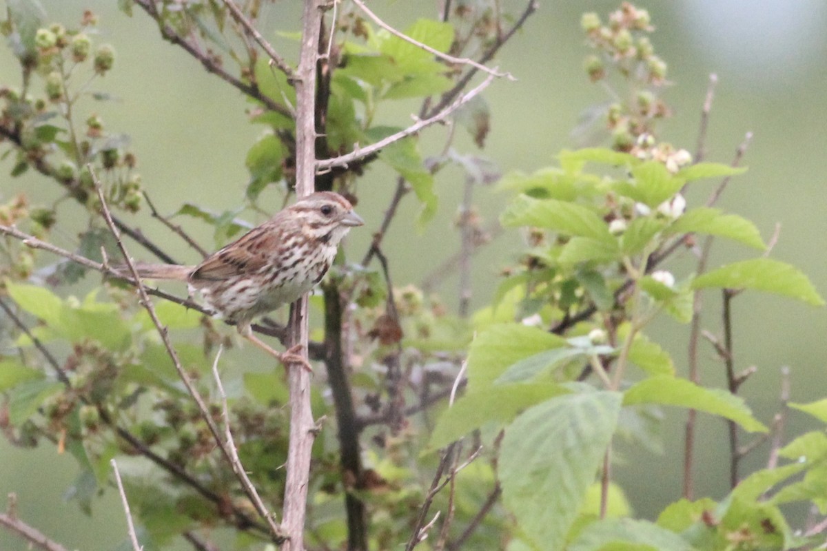 Song Sparrow - ML215176441