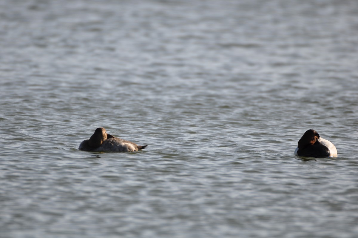 Canvasback - Steven Pancol