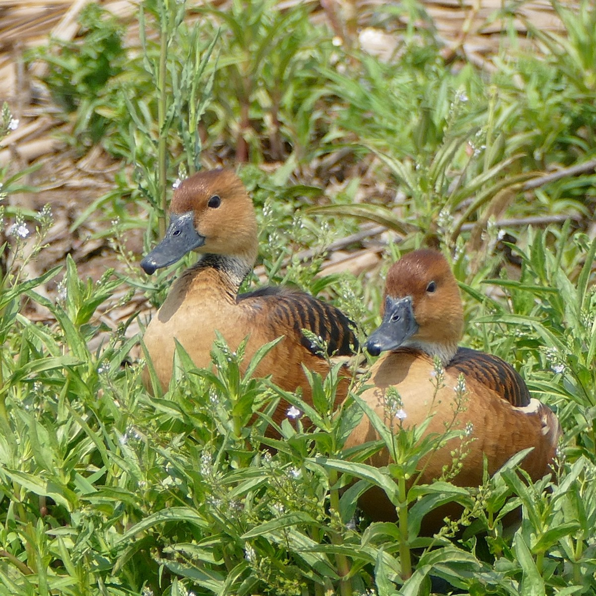 Fulvous Whistling-Duck - ML215176681