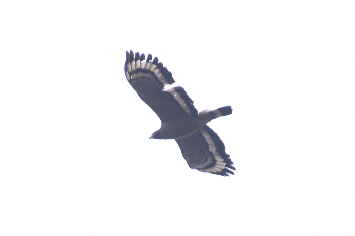 Crested Serpent-Eagle - ML215177001