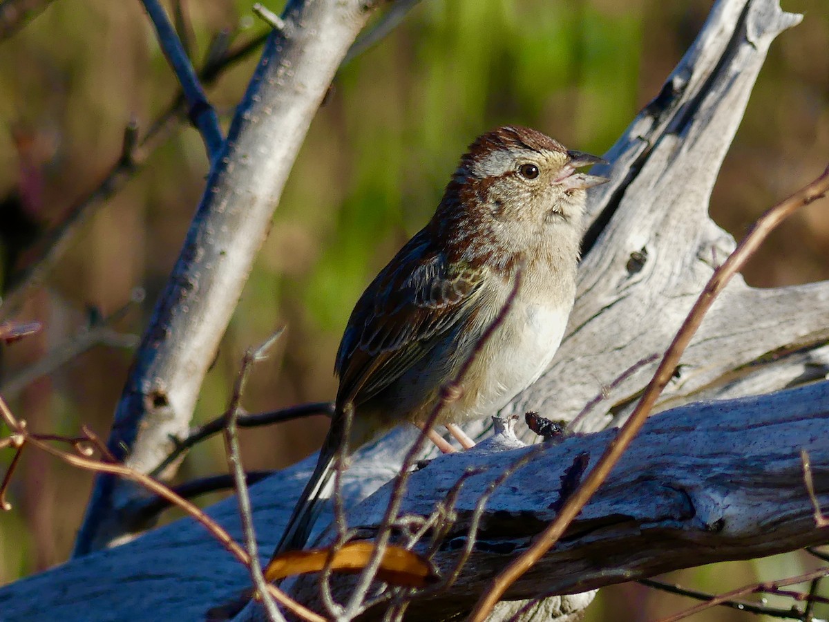 Bachman's Sparrow - ML215180171