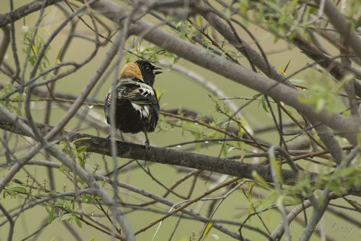 bobolink - ML215182181