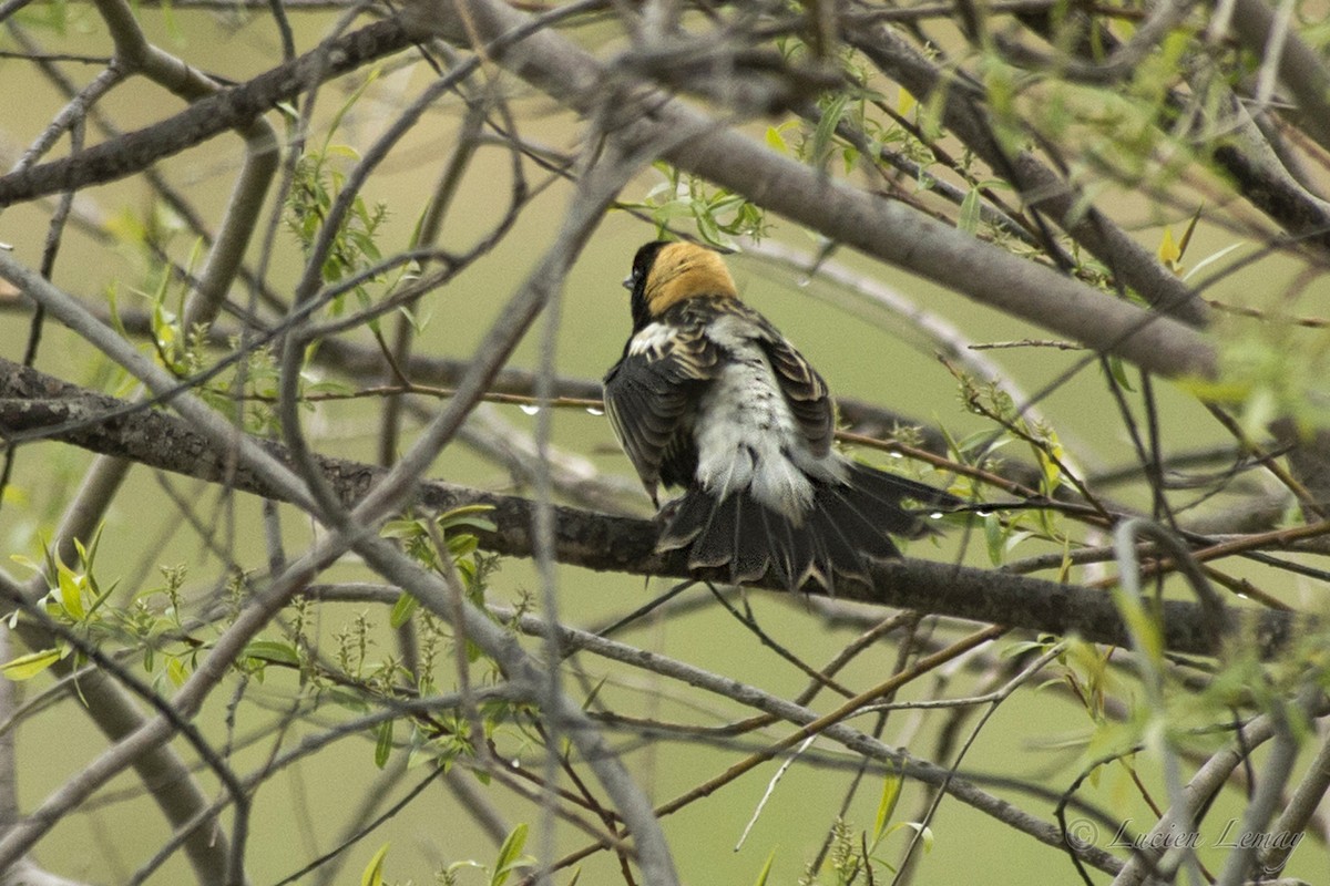 Bobolink - ML215182231