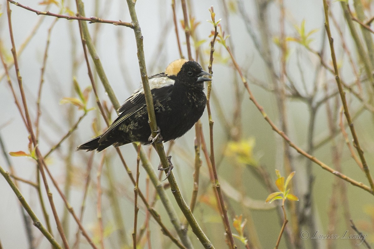 Bobolink - Lucien Lemay