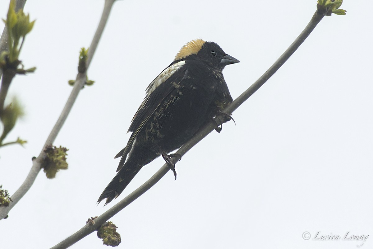 bobolink - ML215182411