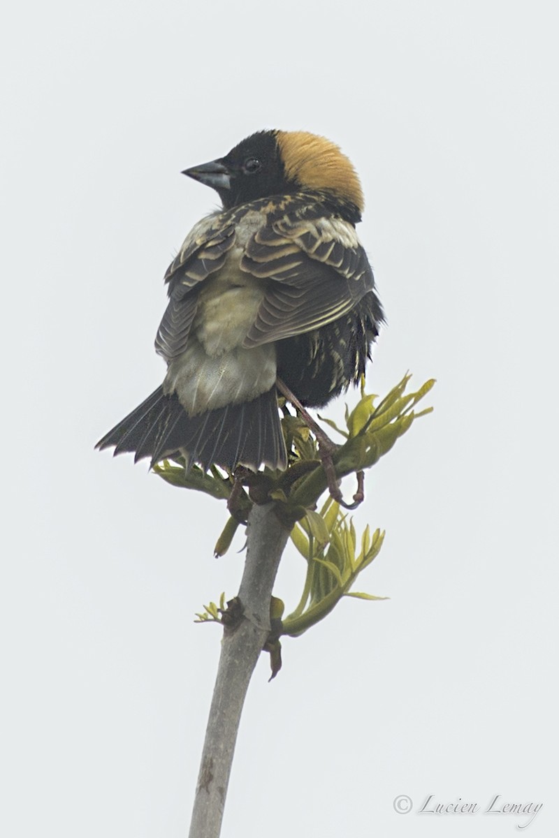 Bobolink - Lucien Lemay