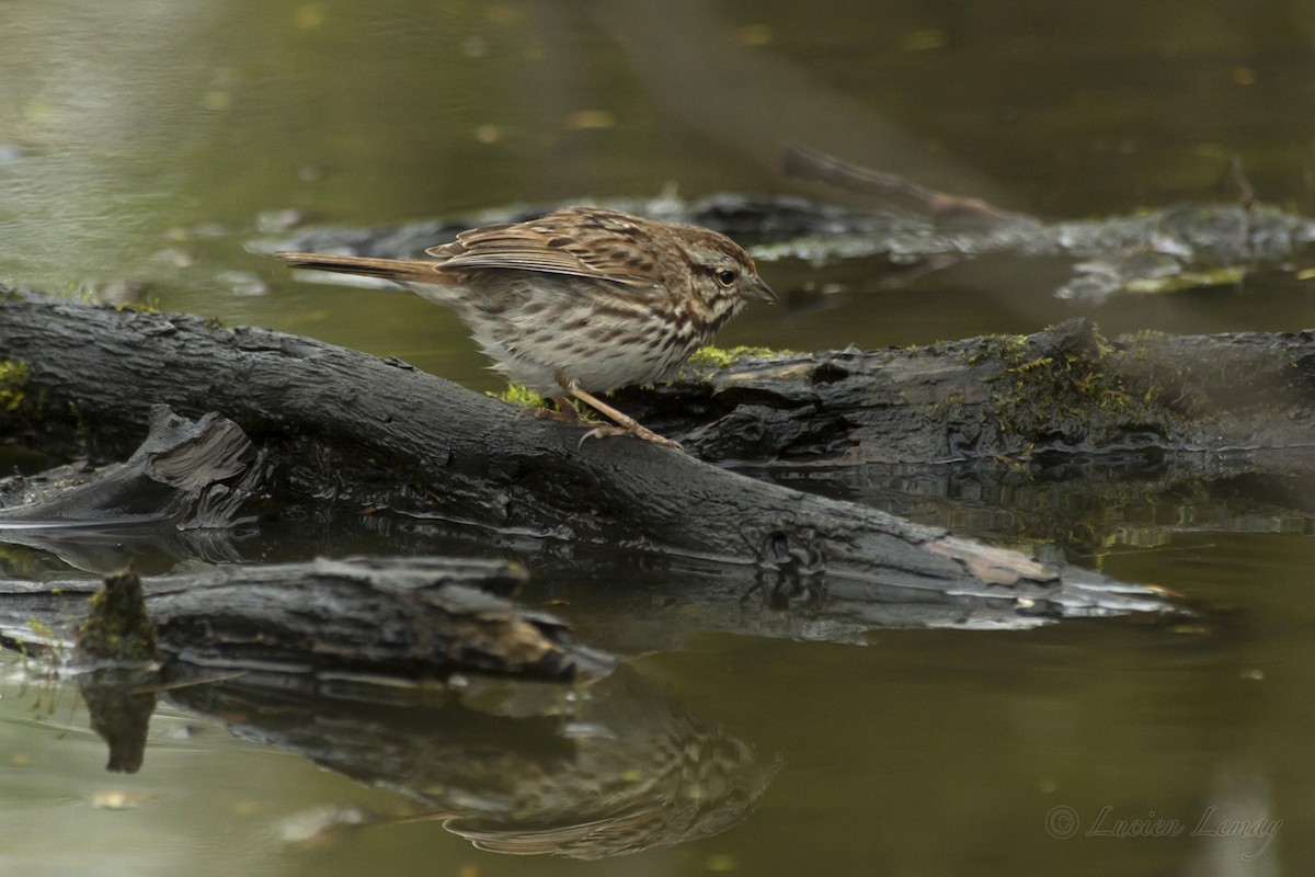 Song Sparrow - ML215182671