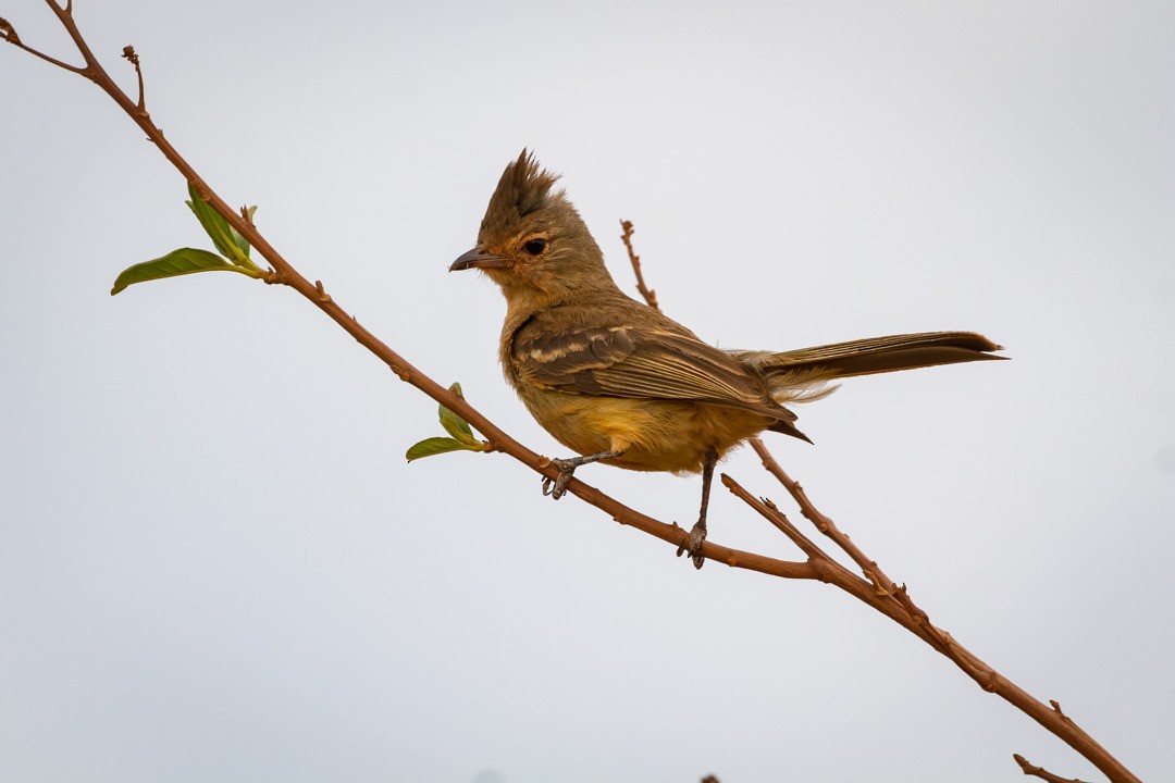 Plain-crested Elaenia - ML215182881