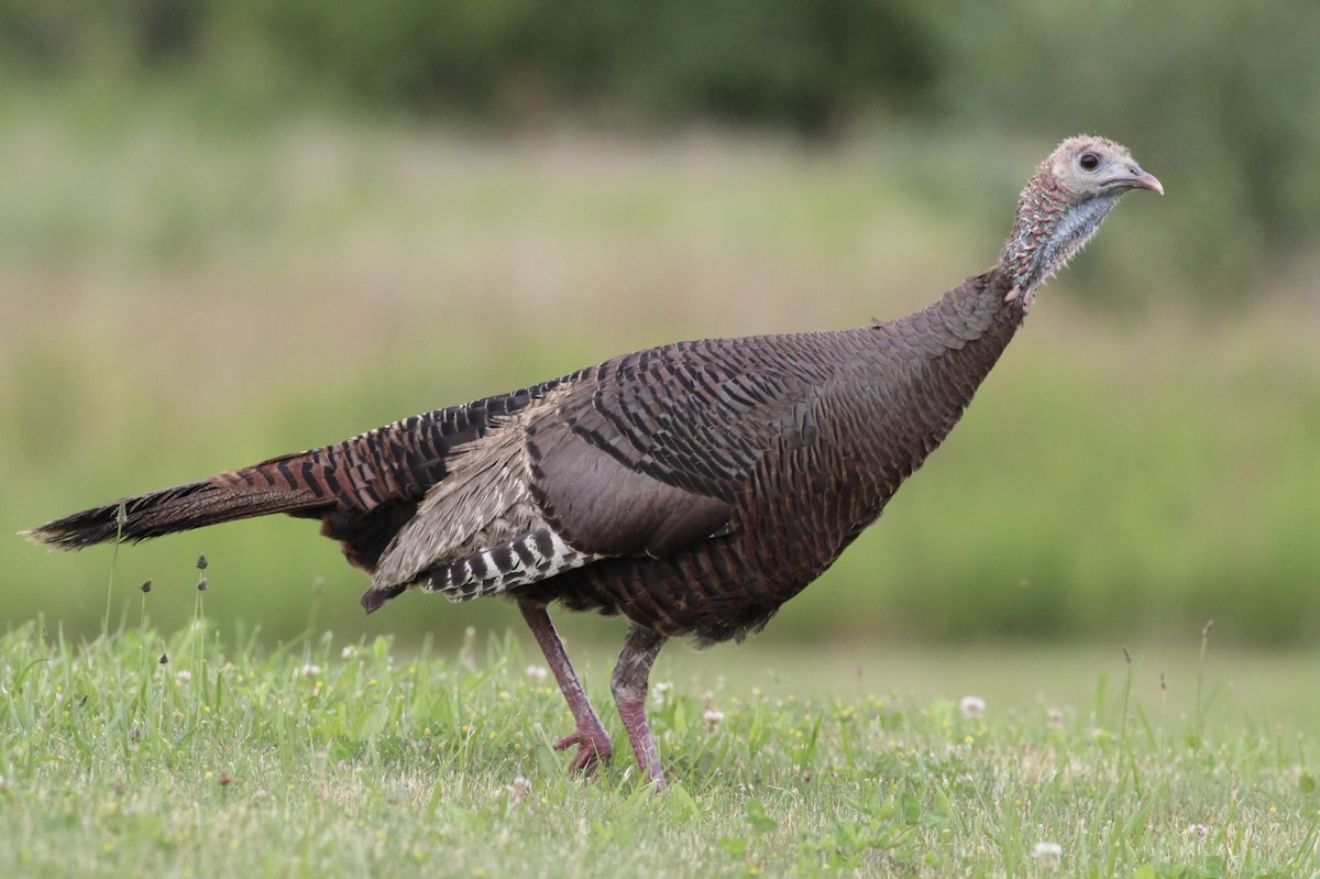 Wild Turkey - Charlotte Farrell