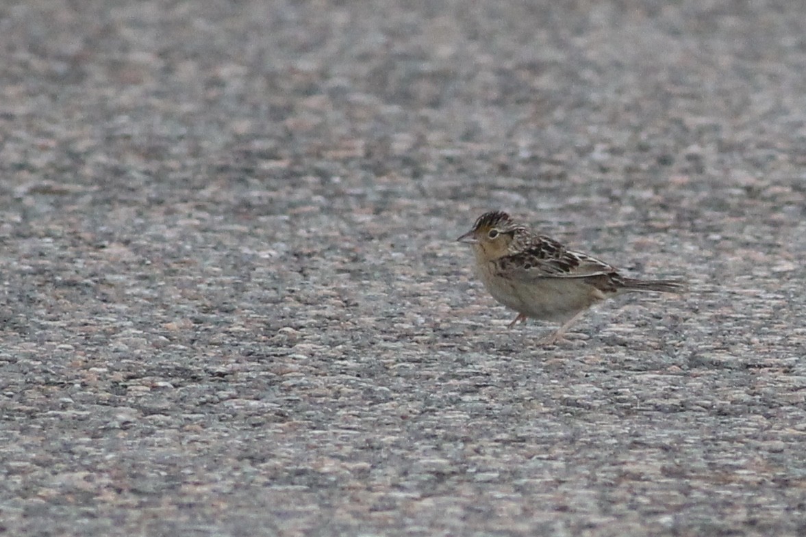 Grasshopper Sparrow - ML215183491