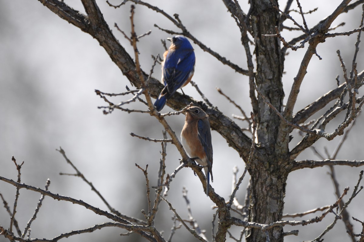 Eastern Bluebird - ML215184441