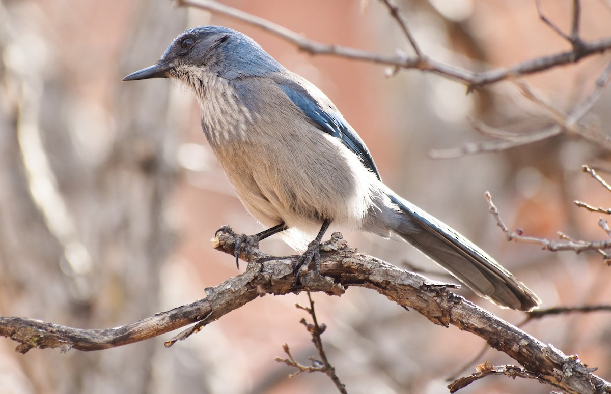 Woodhouse's Scrub-Jay - ML215186941