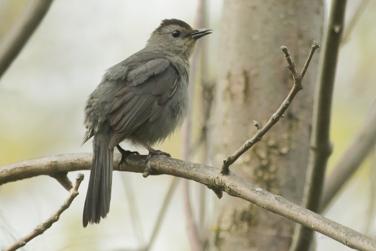 Gray Catbird - Lucien Lemay