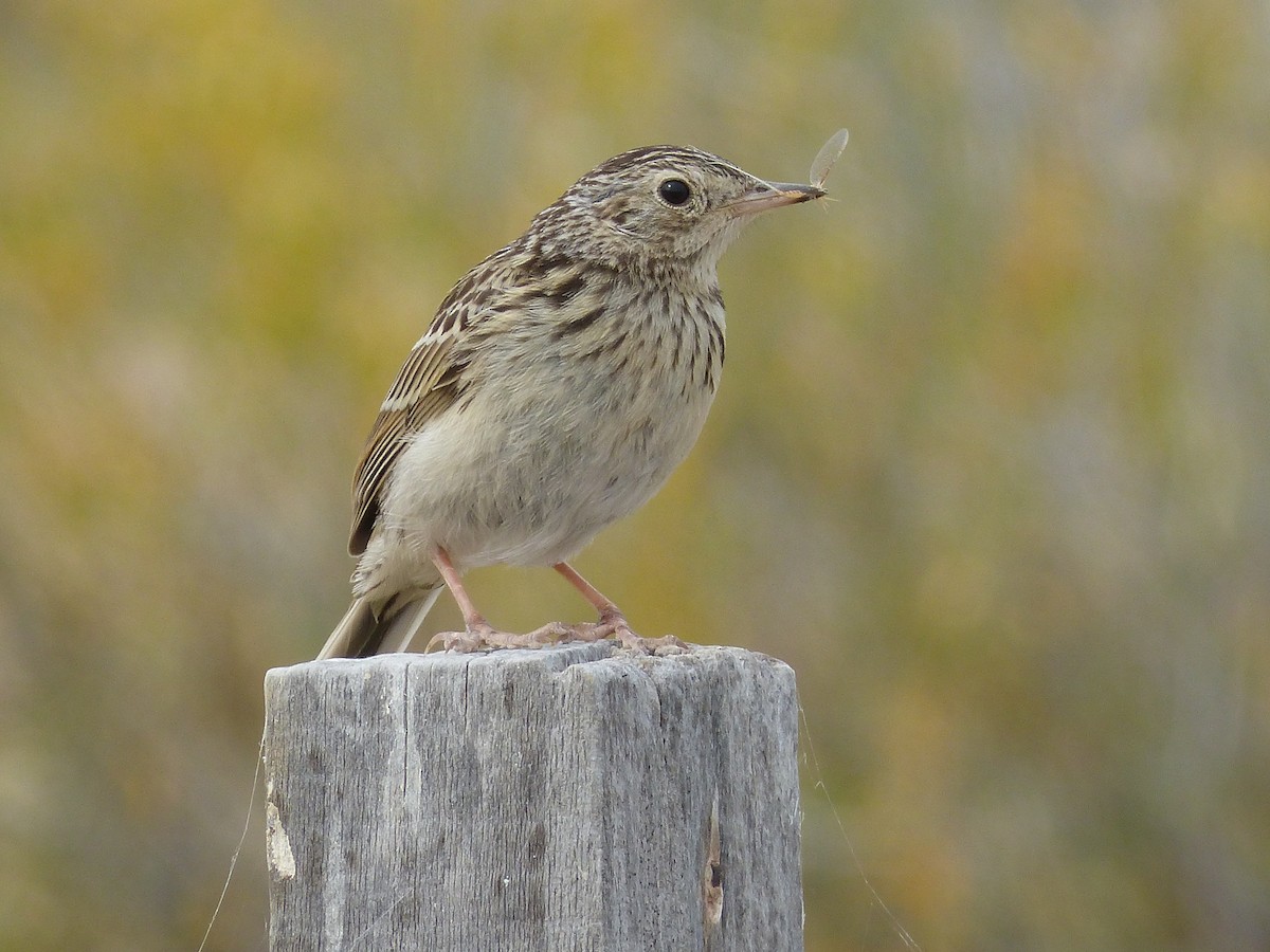 Short-billed Pipit - ML21518821