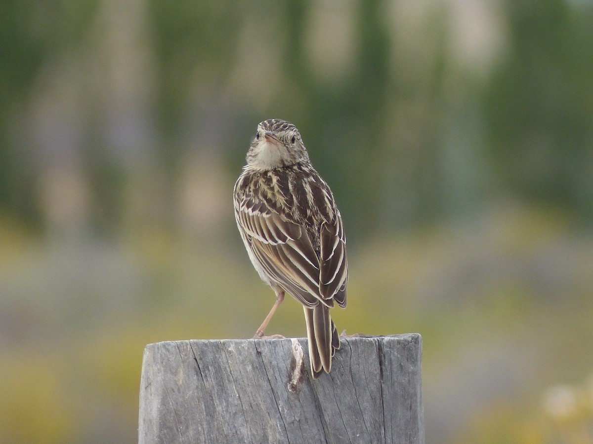 Short-billed Pipit - Martín Toledo