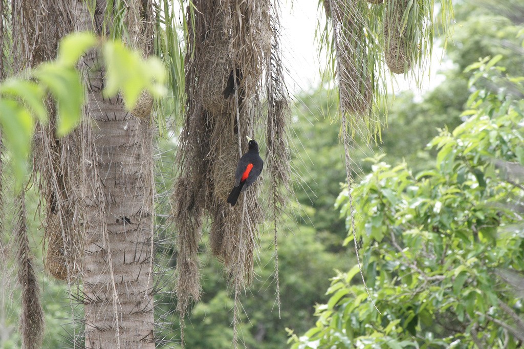 Red-rumped Cacique - ML215189251