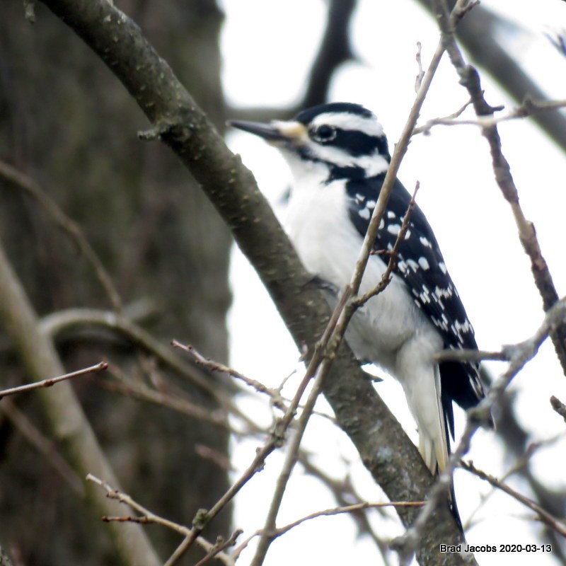 Hairy Woodpecker - ML215191401