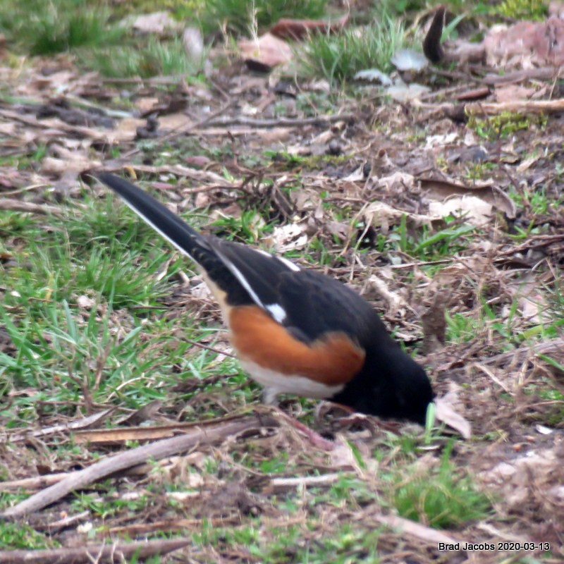 Eastern Towhee - ML215191511