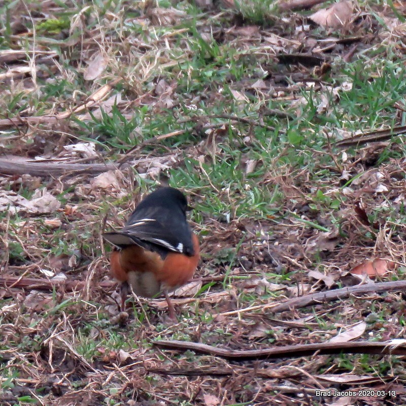 Eastern Towhee - ML215191541