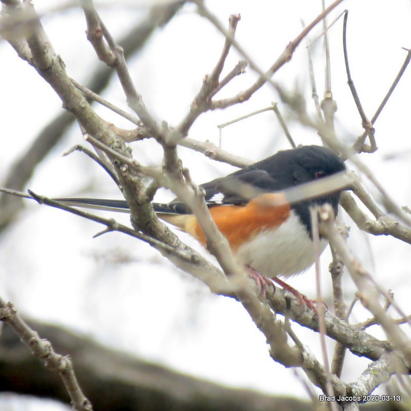 Eastern Towhee - ML215191561