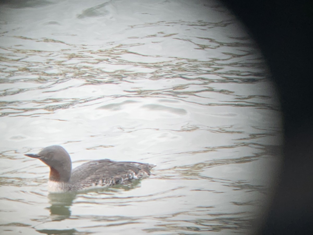 Red-throated Loon - ML215191901