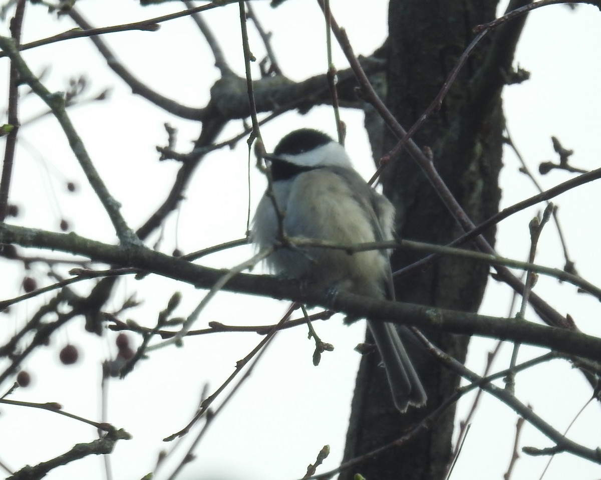 Carolina Chickadee - ML215193761