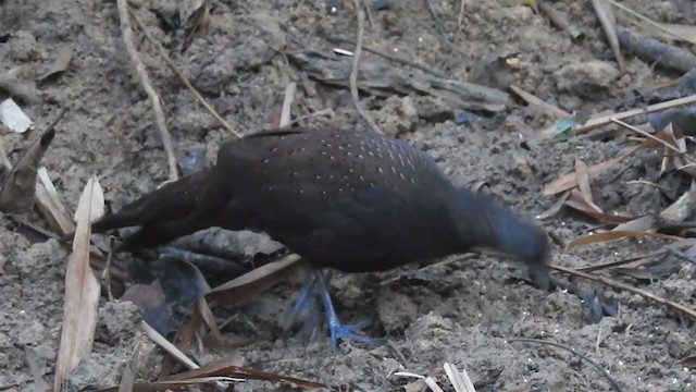 Mountain Peacock-Pheasant - ML215195131